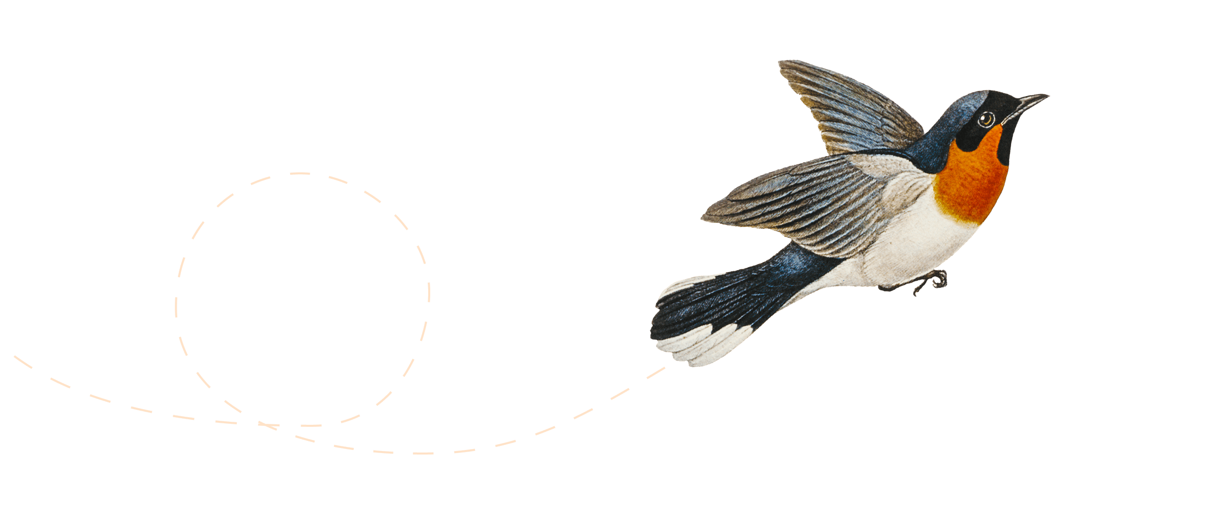Trajectory of a flying bird.